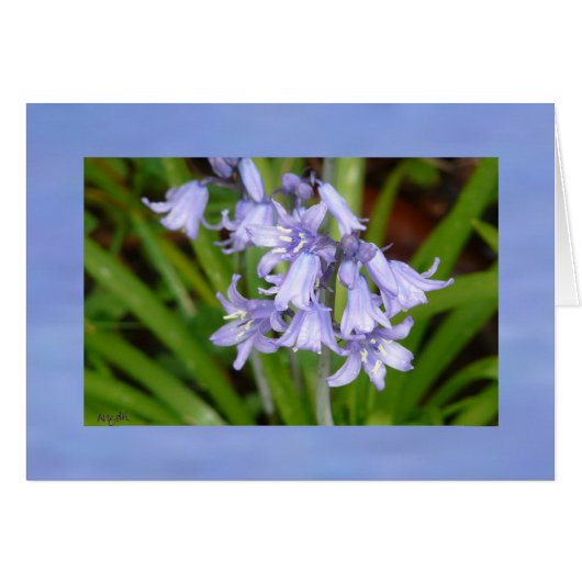 Bluebells of Spring AH2008 greeting card (Front Horizontal)