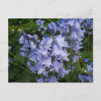 Bluebells Postcard
