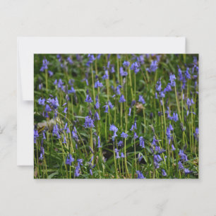 Bluebells postcard
