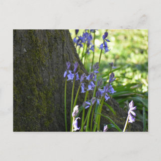 Bluebells  postcard