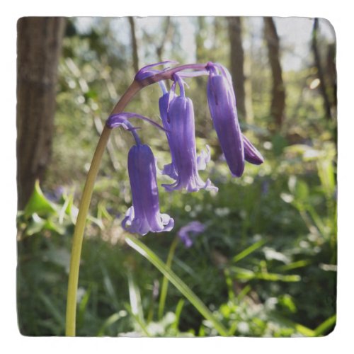 Bluebells Trivet