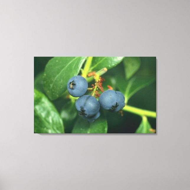 Blueberries Canvas Print (Front)