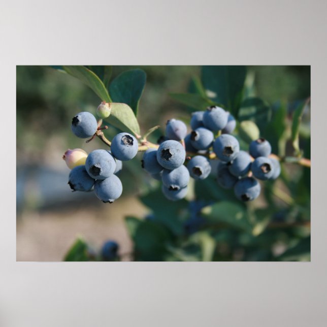 blueberries fruit poster (Front)