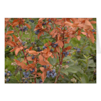 Blueberries in the Summer Cards