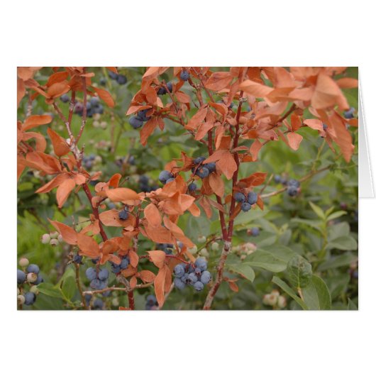 Blueberries in the Summer Cards (Front Horizontal)