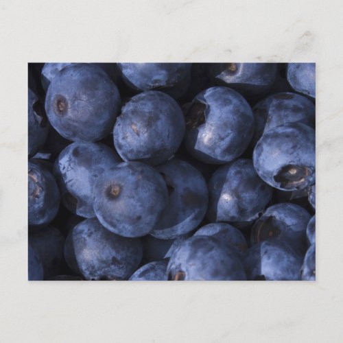 Blueberries Postcard