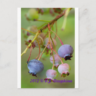 Blueberries up close postcard