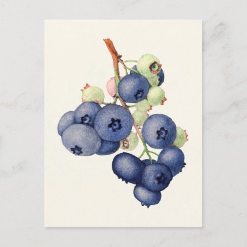 Blueberries Vaccinium Corymbosum Fruit Painting Postcard