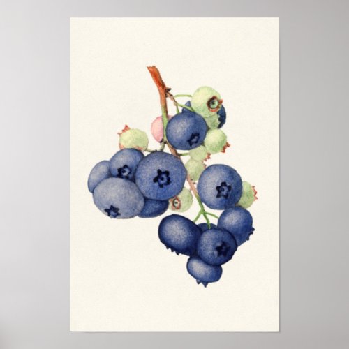 Blueberries Vaccinium Corymbosum Fruit Painting Poster