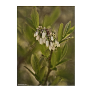 Blueberry 585 acrylic print