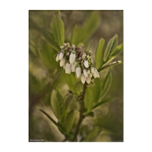 Blueberry 585 acrylic print (Front)