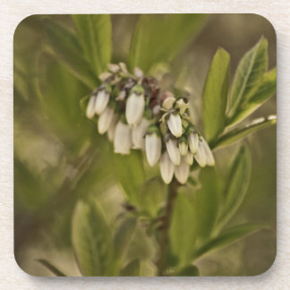 Blueberry 585 beverage coaster