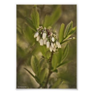 Blueberry 585 photo print