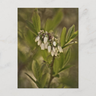 Blueberry 585 postcard
