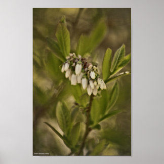Blueberry 585 poster