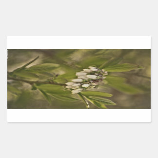 Blueberry 585 rectangular sticker