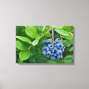 blueberry bunch on bush canvas print