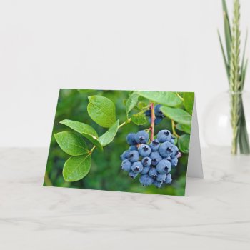 Blueberry Bunch On Bush Card by dryfhout at Zazzle