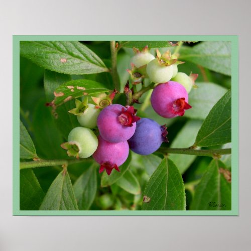 Blueberry Bush Print