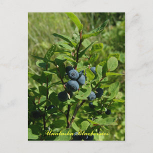 Blueberry Bush, Unalaska Island Postcard