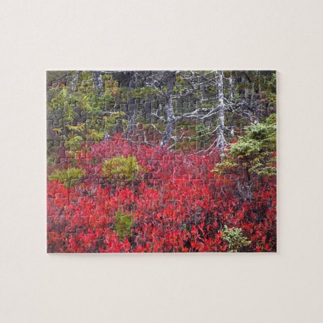 Blueberry bushes and pines jigsaw puzzle (Horizontal)
