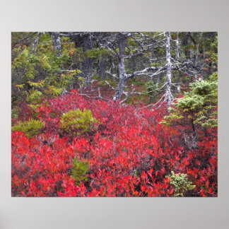 Blueberry Posters | Zazzle