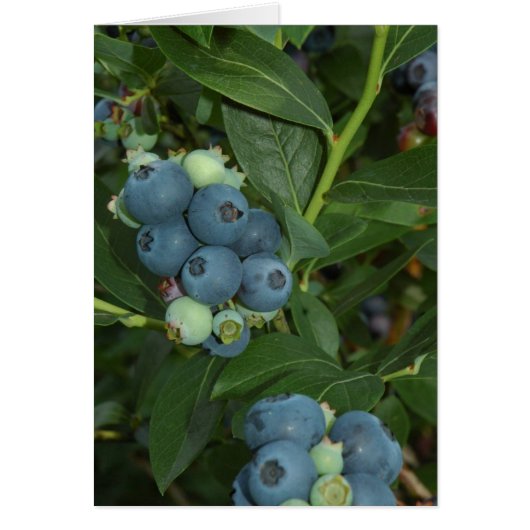 BLUEBERRY CARDS (Front)