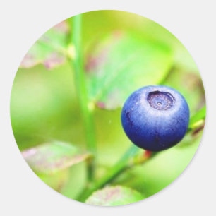 Blueberry Classic Round Sticker