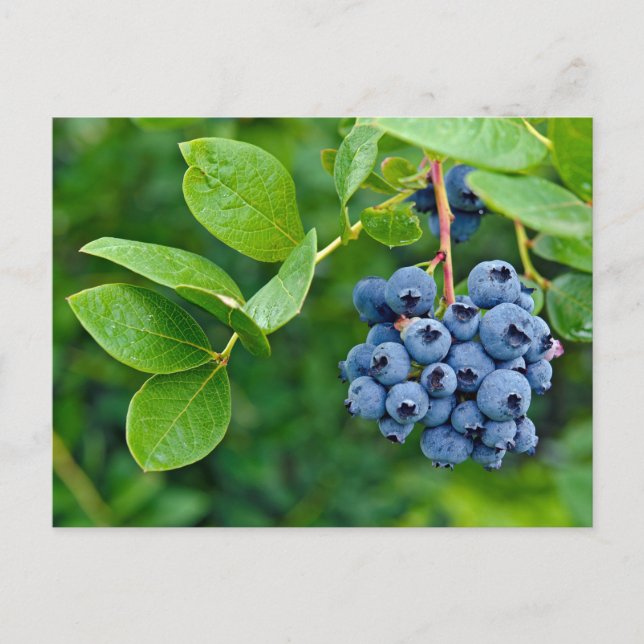 Blueberry Crop Postcard (Front)