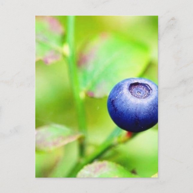 Blueberry Postcard (Front)