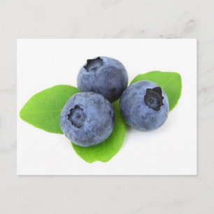 Blueberry Postcard