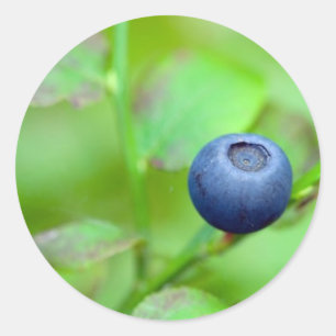 Blueberry Sticker
