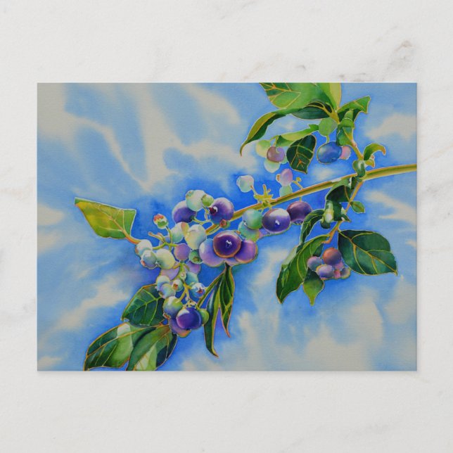 Blueberry watercolor painting postcard (Front)