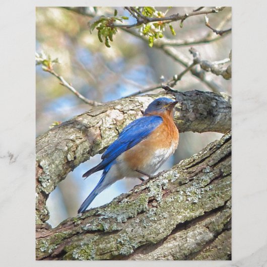 Bluebird (Front)