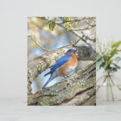 Bluebird (Standing Front)