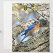 Bluebird (Front/Back)