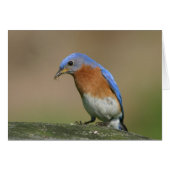 Bluebird (Front Horizontal)