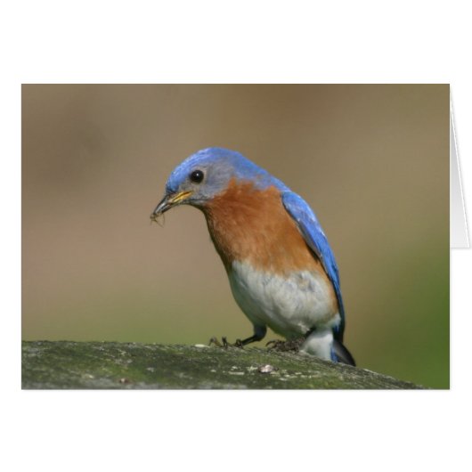 Bluebird (Front Horizontal)