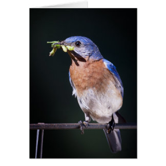 bluebird2 cards