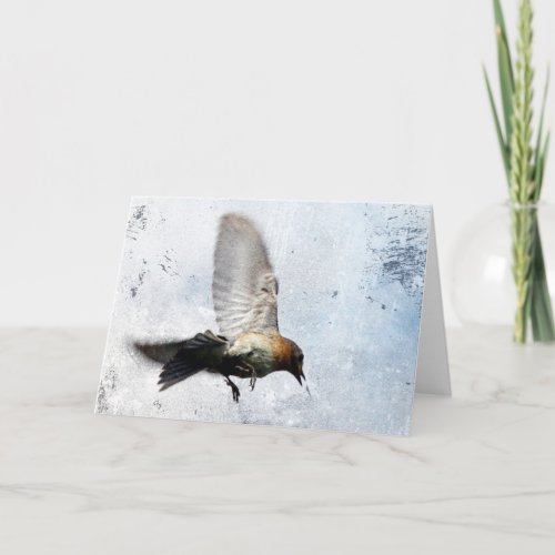 Bluebird All Occasions Blank Inside Holiday Card