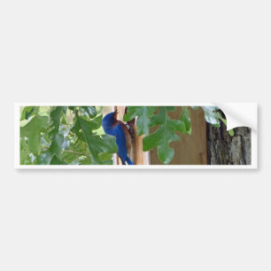 Bluebird at Home Bumper Sticker
