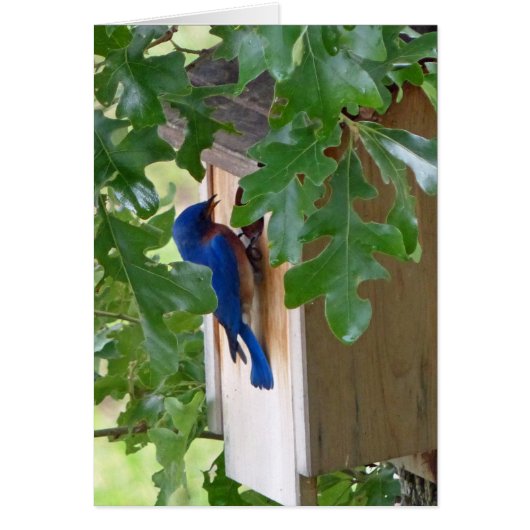Bluebird at Home Cards (Front)