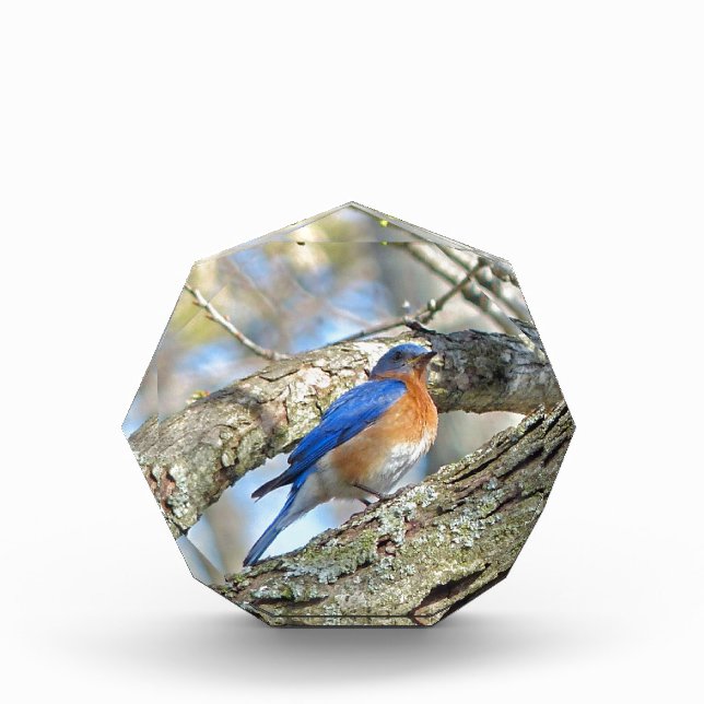 Bluebird Award (Front)