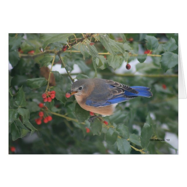 Bluebird & Berries Cards (Front Horizontal)