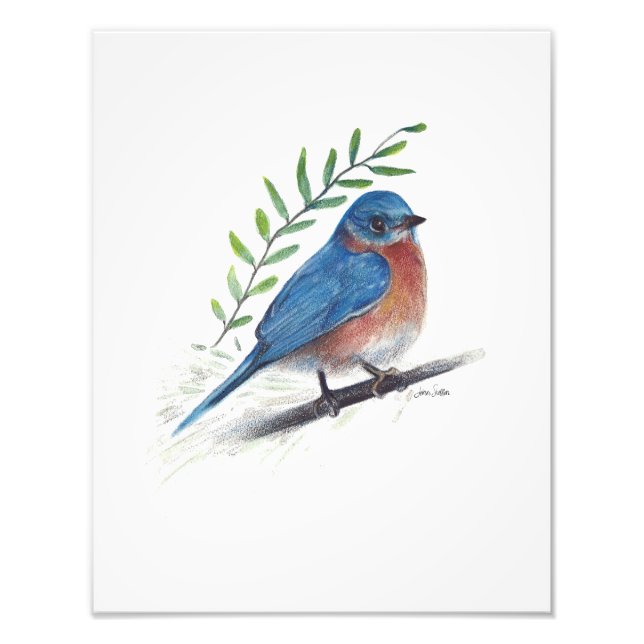 Bluebird Bird Art Photo Print (Front)