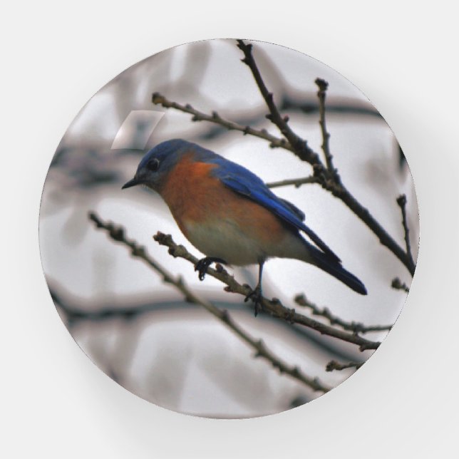 Bluebird Bird Wildlife Nature Paperweight (Front)