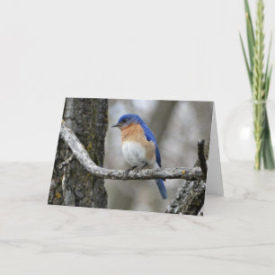 Bluebird, Birthday Card