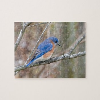 Bluebird Blue Bird In Tree Jigsaw Puzzle by snrklz at Zazzle