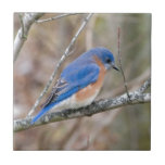 Bluebird Blue Bird In Tree Tile at Zazzle