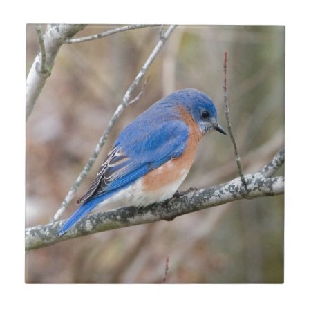 Bluebird Blue Bird In Tree Tile